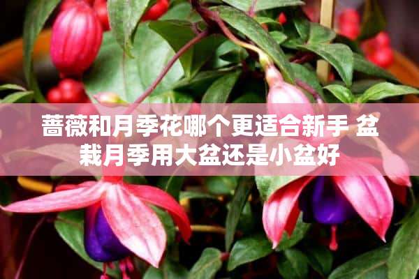 蔷薇和月季花哪个更适合新手 盆栽月季用大盆还是小盆好