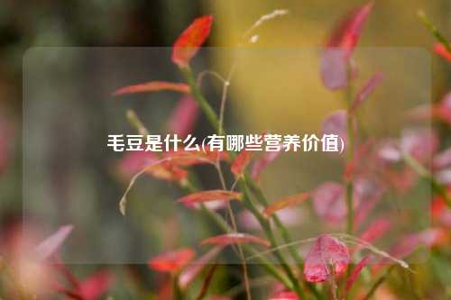 毛豆是什么(有哪些营养价值) 种植业