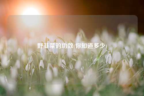 野韭菜的功效(你知道多少) 种植业