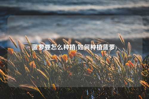 菠萝要怎么种植(如何种植菠萝) 种植业