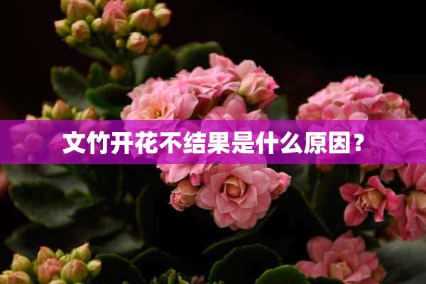 文竹开花不结果是什么原因？