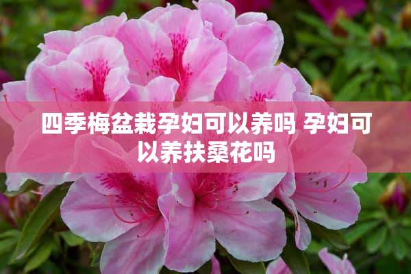 四季梅盆栽孕妇可以养吗 孕妇可以养扶桑花吗