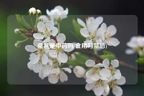 桑葚是中药吗