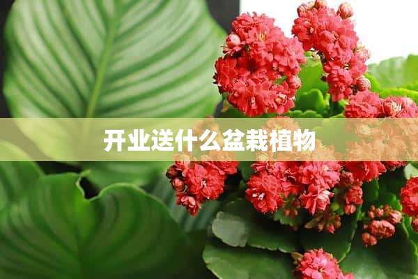 开业送什么盆栽植物