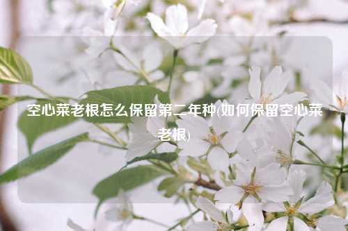 空心菜老根怎么保留第二年种(如何保留空心菜老根) 种植业