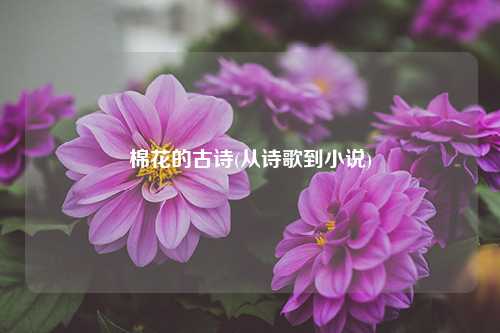 棉花的古诗