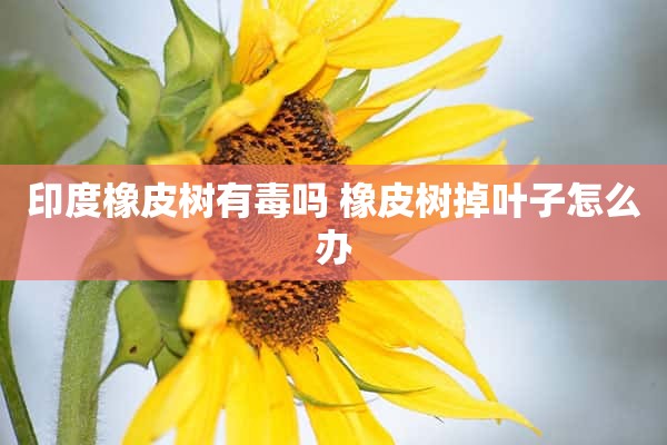 印度橡皮树有毒吗 橡皮树掉叶子怎么办