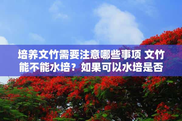 培养文竹需要注意哪些事项 文竹能不能水培？如果可以水培是否比土培容易生长