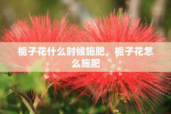 栀子花什么时候施肥，栀子花怎么施肥