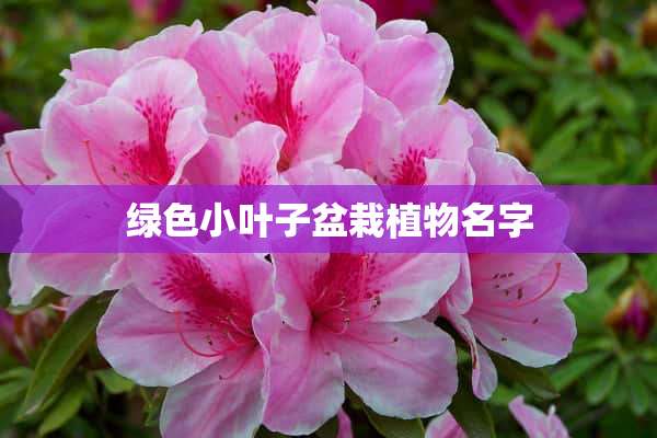 绿色小叶子盆栽植物名字