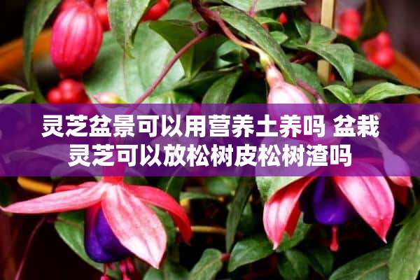 灵芝盆景可以用营养土养吗 盆栽灵芝可以放松树皮松树渣吗