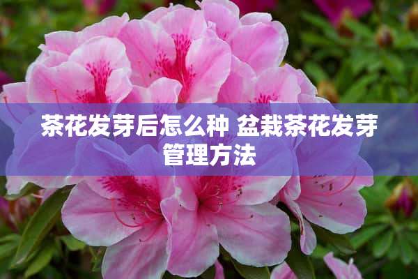 茶花发芽后怎么种 盆栽茶花发芽管理方法