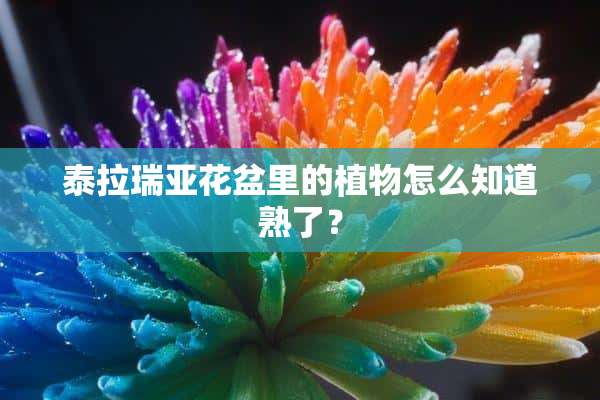 泰拉瑞亚花盆里的植物怎么知道熟了？