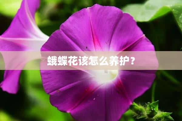 蛾蝶花该怎么养护？