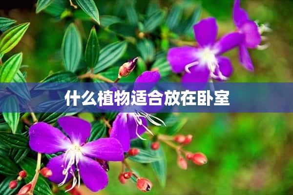 什么植物适合放在卧室