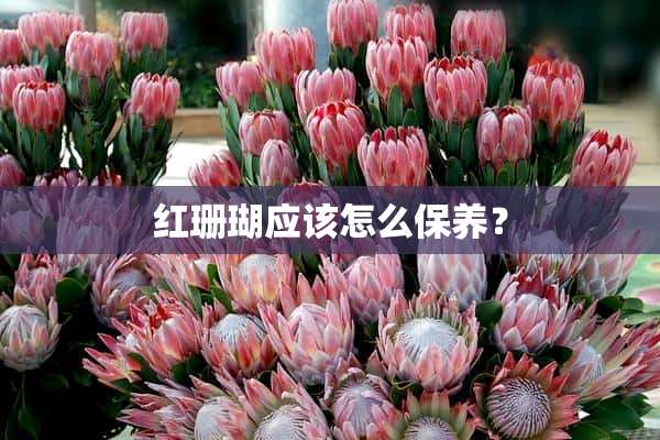 红珊瑚应该怎么保养？