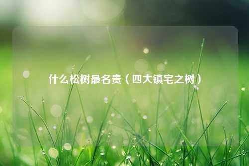 什么松树最名贵（四大镇宅之树） 花卉