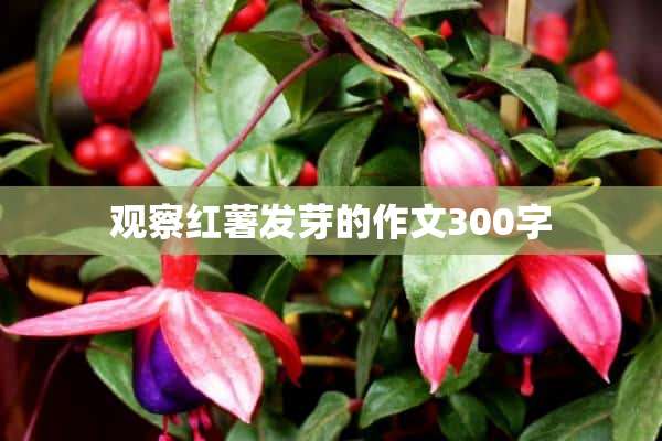 观察红薯发芽的作文300字