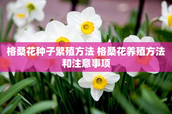 格桑花种子繁殖方法 格桑花养殖方法和注意事项