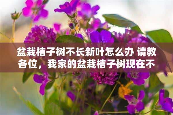 盆栽桔子树不长新叶怎么办 请教各位，我家的盆栽桔子树现在不长新叶，只长花蕾是怎么回事