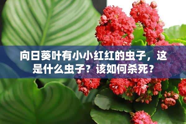 向日葵叶有小小红红的虫子，这是什么虫子？该如何杀死？