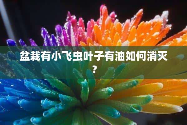 盆栽有小飞虫叶子有油如何消灭？