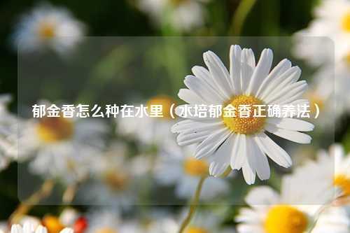 郁金香怎么种在水里（水培郁金香正确养法） 花卉