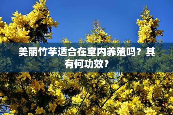 美丽竹芋适合在室内养殖吗？其有何功效？