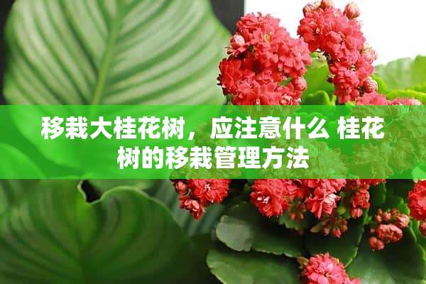 移栽大桂花树，应注意什么 桂花树的移栽管理方法