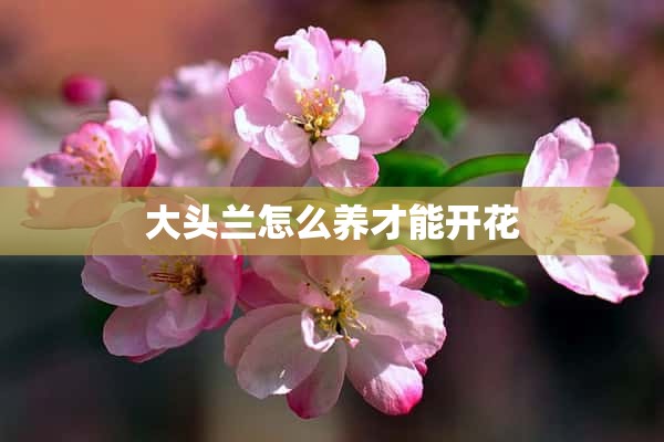 大头兰怎么养才能开花