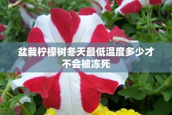 盆栽柠檬树冬天最低温度多少才不会被冻死