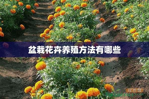 盆栽花卉养殖方法有哪些