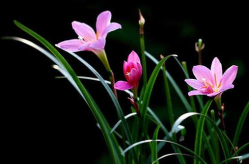 韭兰花为何又叫风雨兰？韭兰的花语是什么？