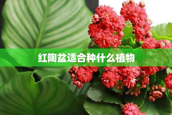 红陶盆适合种什么植物