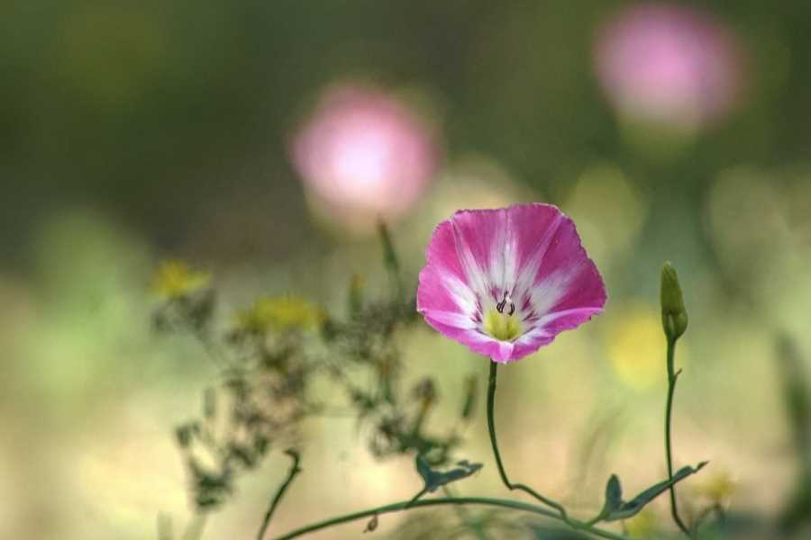 田旋花对生长环境有哪些要求，花期在什么时候?