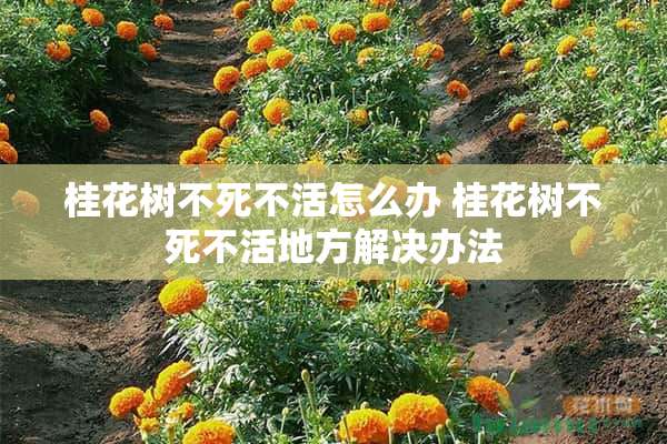 桂花树不死不活怎么办 桂花树不死不活地方解决办法