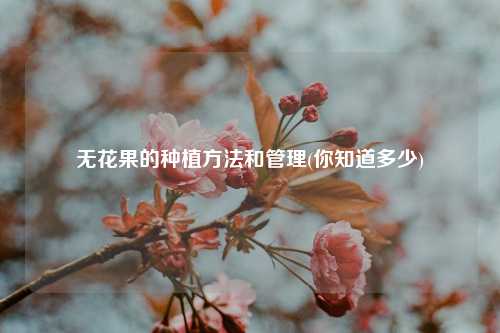 无花果的种植方法和管理