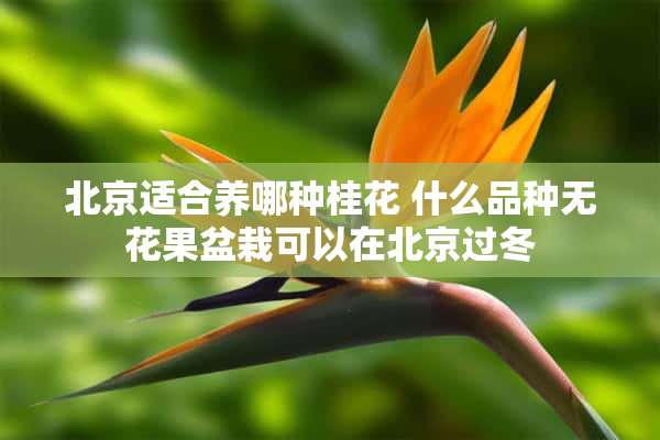 北京适合养哪种桂花 什么品种无花果盆栽可以在北京过冬