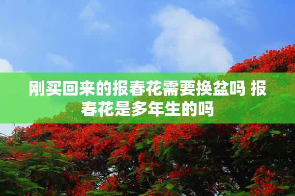 刚买回来的报春花需要换盆吗 报春花是多年生的吗