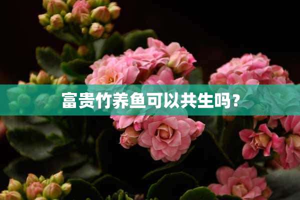 富贵竹养鱼可以共生吗？