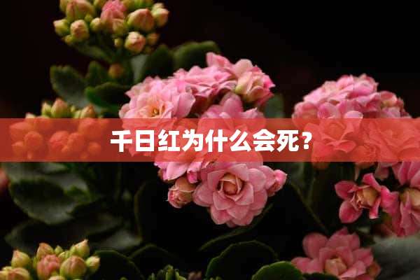 千日红为什么会死？