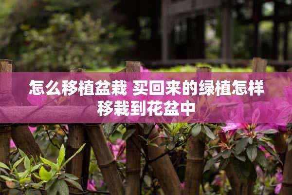 怎么移植盆栽 买回来的绿植怎样移栽到花盆中