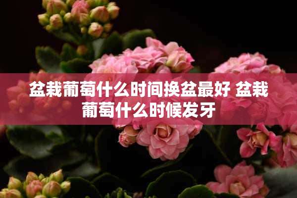 盆栽葡萄什么时间换盆最好 盆栽葡萄什么时候发牙