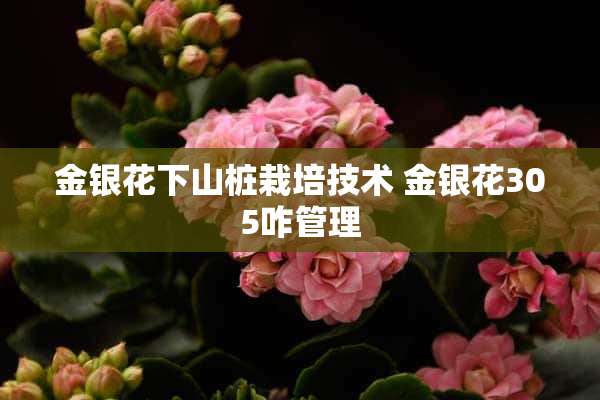 金银花下山桩栽培技术 金银花305咋管理