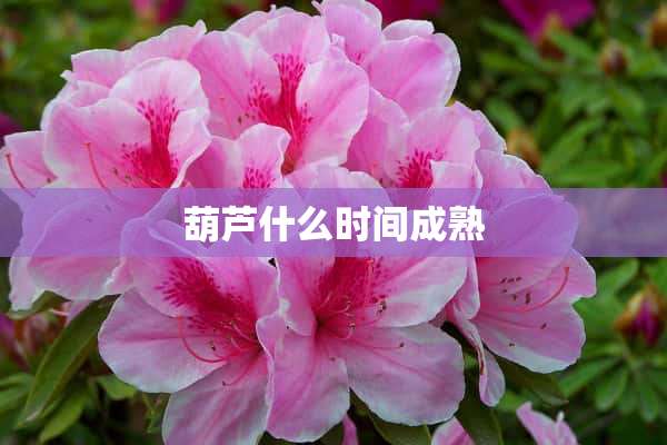 葫芦什么时间成熟