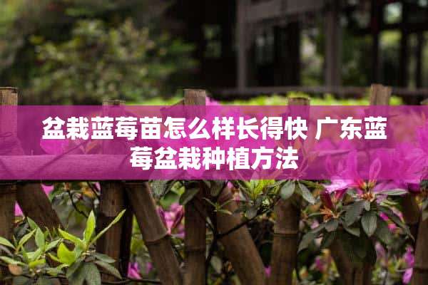 盆栽蓝莓苗怎么样长得快 广东蓝莓盆栽种植方法