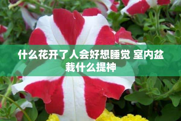 什么花开了人会好想睡觉 室内盆栽什么提神