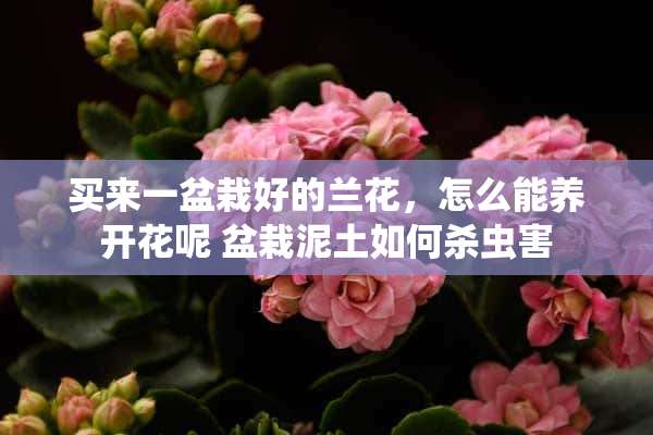 买来一盆栽好的兰花，怎么能养开花呢 盆栽泥土如何杀虫害