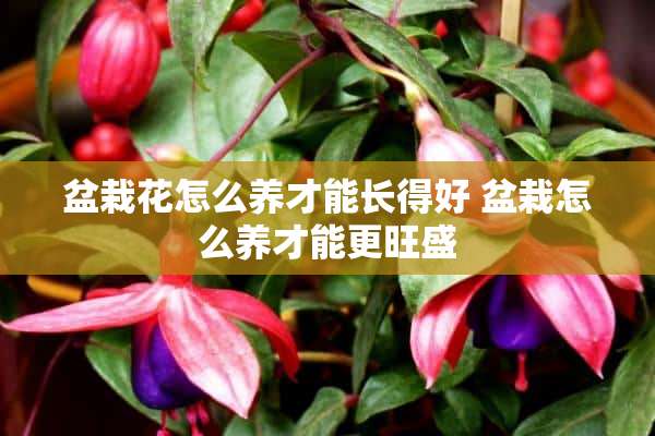 盆栽花怎么养才能长得好 盆栽怎么养才能更旺盛