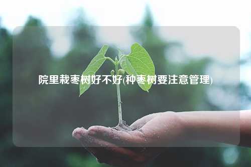 院里栽枣树好不好(种枣树要注意管理) 种植业